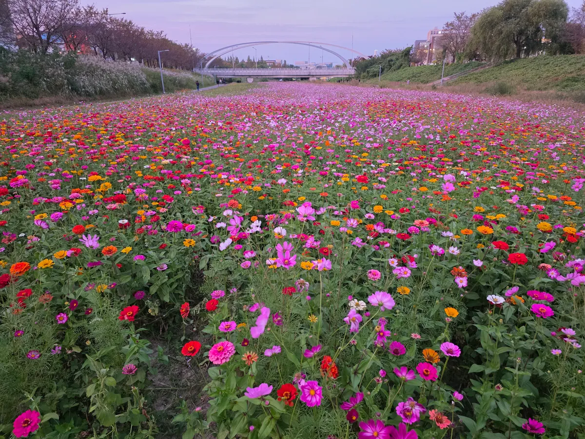 백일홍에 대하여